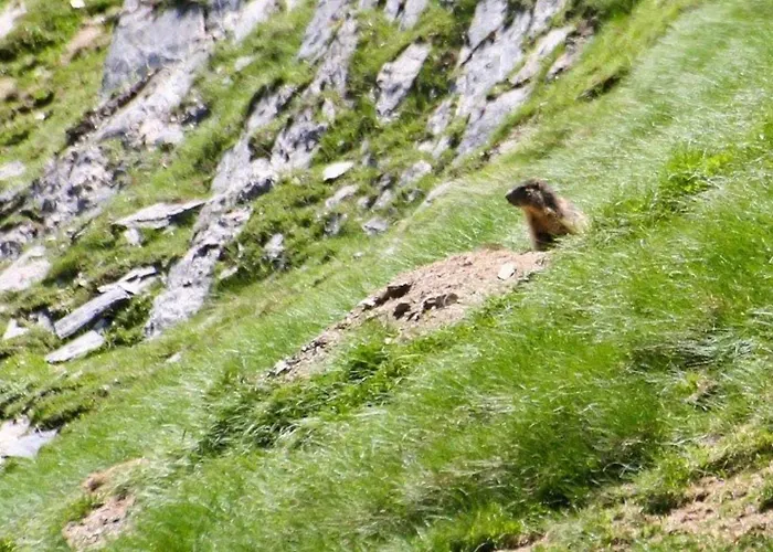 Cauterets, 2 Pièces, 4 Personnes - Fr-1-401-16 Cauterets